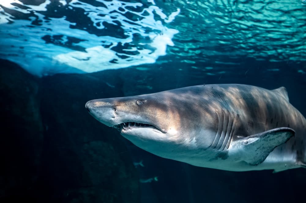 Two Oceans Aquarium