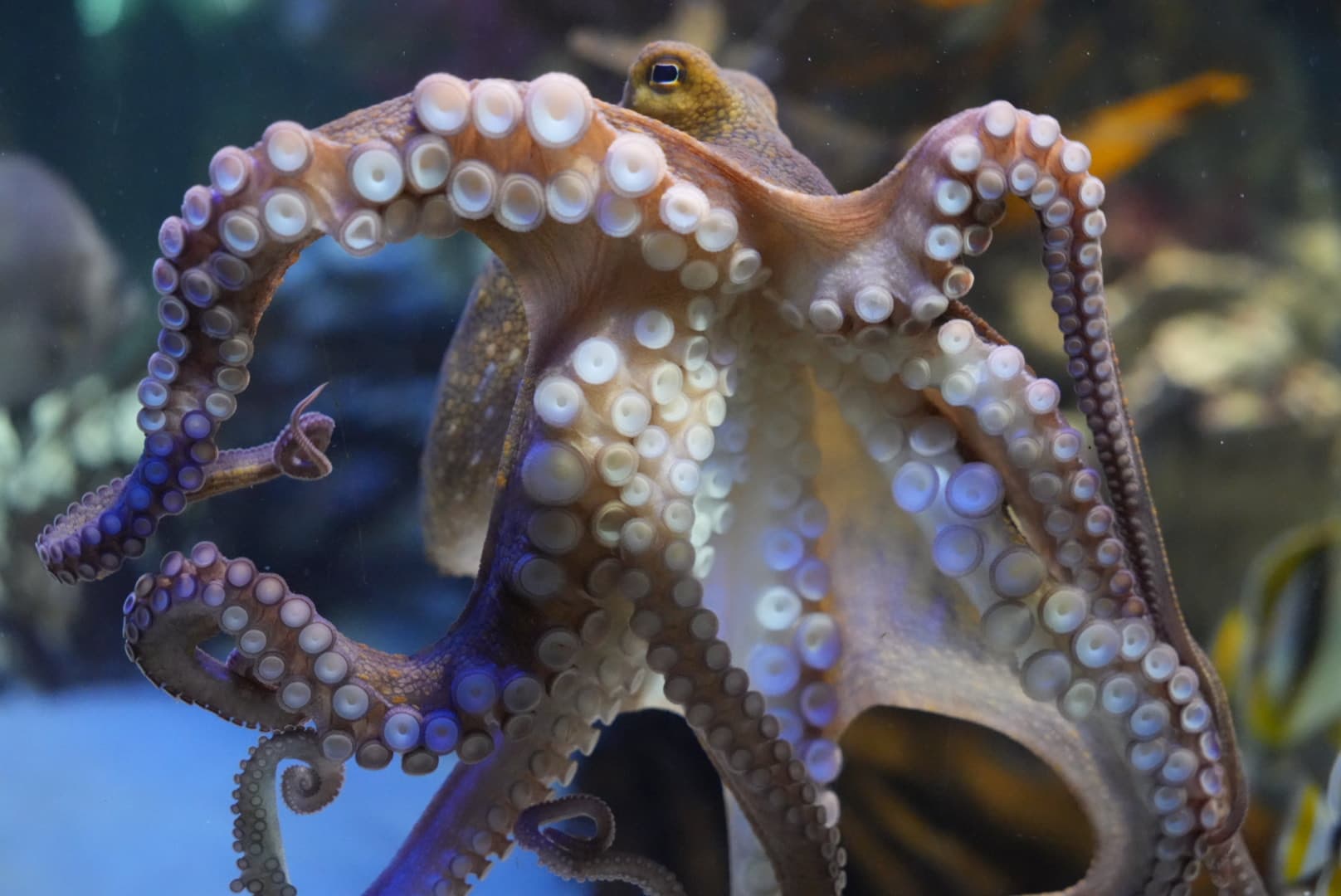 Two Oceans Aquarium