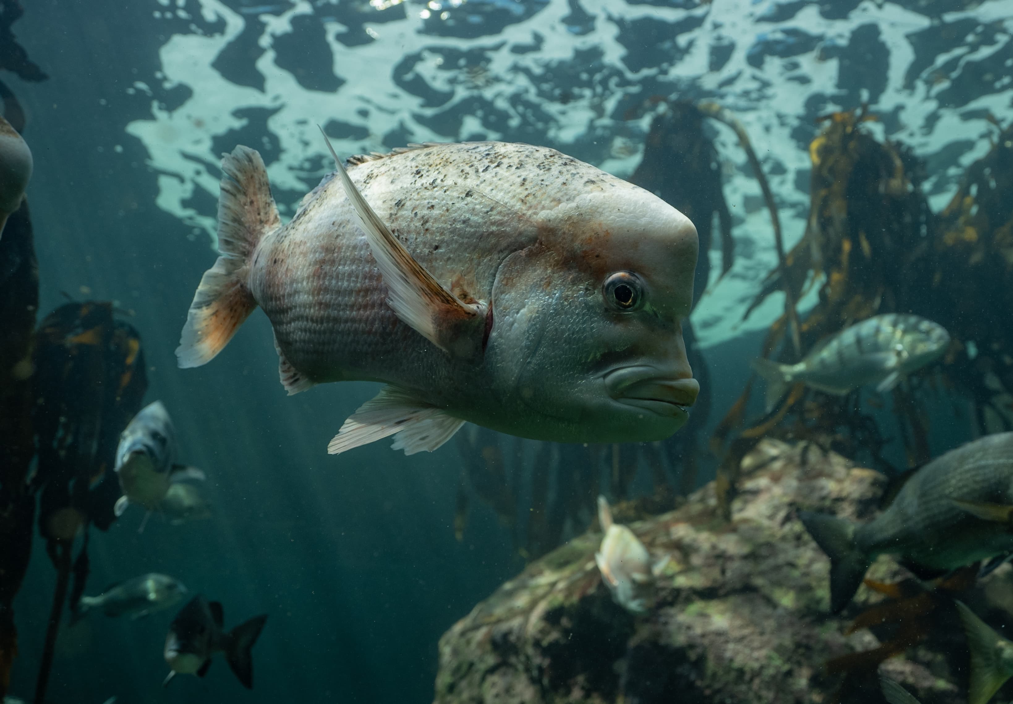 Two Oceans Aquarium