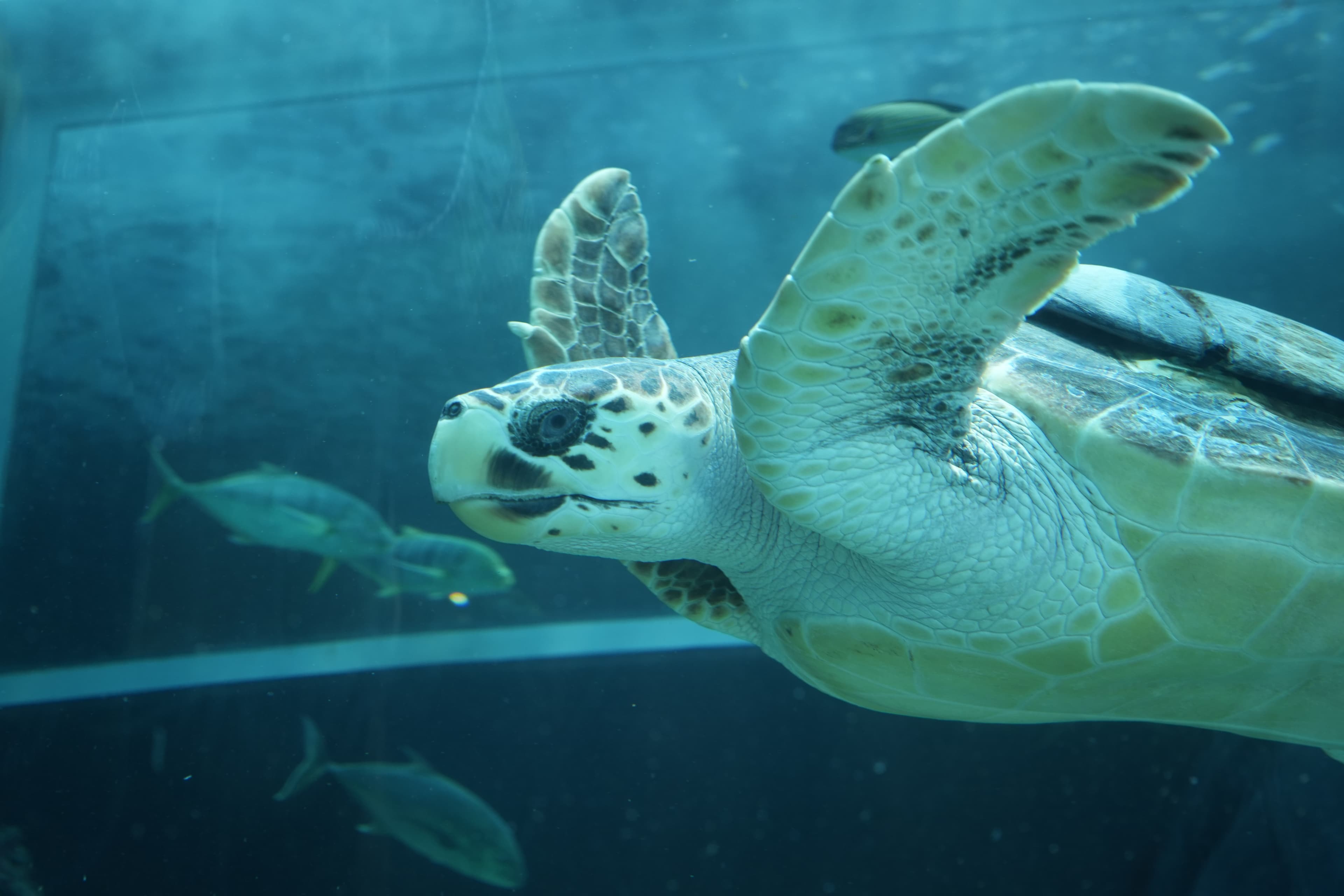 Two Oceans Aquarium