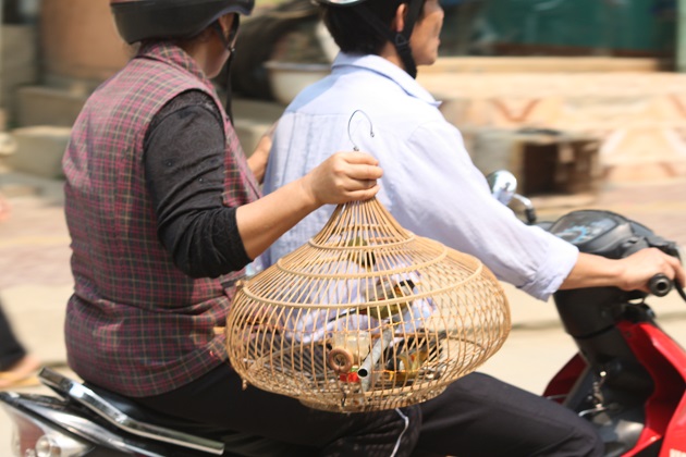 vietnam scooter